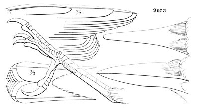 Illustration: Nucifraga caryocatactes