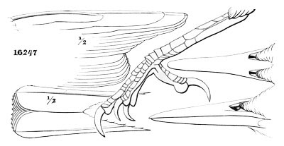 Illustration: Gymnokitta cyanocephala