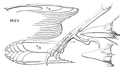 Illustration: Cyanura cristata