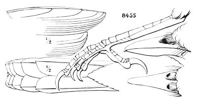 Illustration: Cyanocitta californica