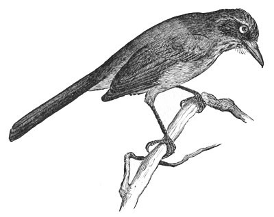 Illustration: Cyanocitta californica