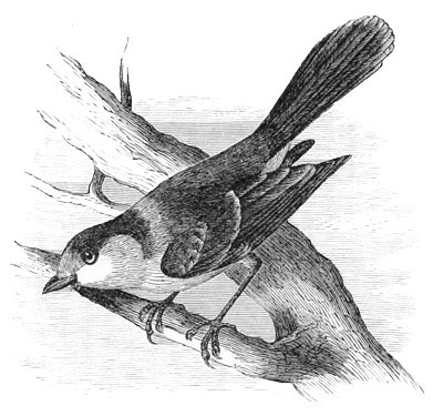 Illustration: Perisoreus canadensis