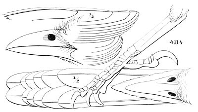 Illustration: Psilorhinus morio