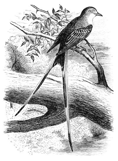 Illustration: Milvulus forficatus