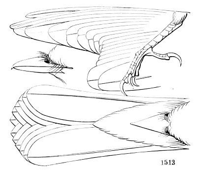 Illustration: Tyrannus carolinensis