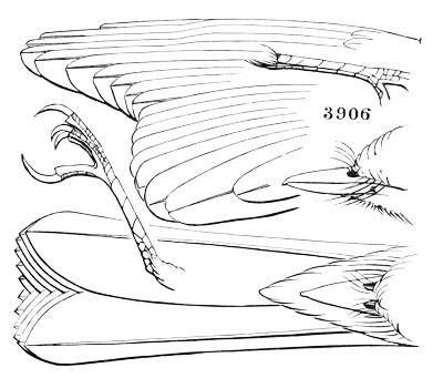Illustration: Sayornis nigricans
