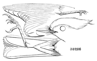 Illustration: Pyrocephalus rubineus