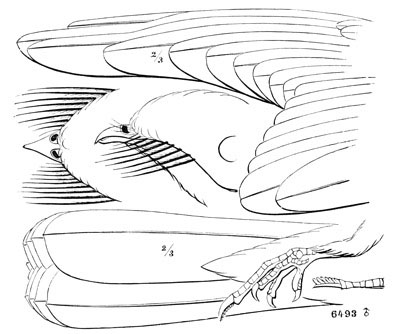 Illustration: Antrostomus carolinensis
