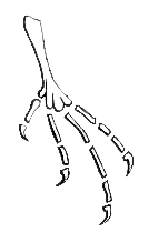 Illustration: Left foot of Antrostomus vociferus