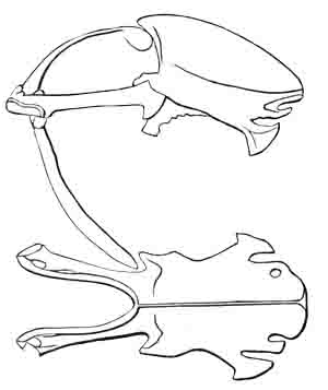 Illustration: Sternum of Chordeiles virginianus