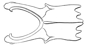 Illustration: Sternum of Nyctibius jamaicensis