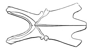 Illustration: Sternum of Caprimulgus stictomus