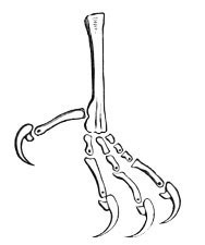 Illustration: Left foot of Chætura zonaris.
