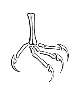 Illustration: Left foot of Panyptila melanoleuca.