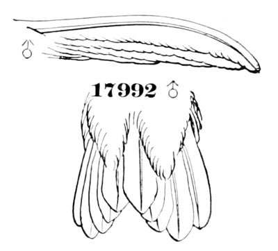 Illustration: Stellula calliope