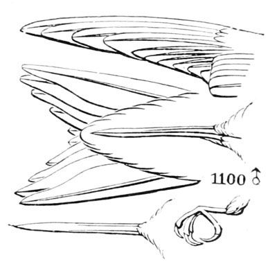 Illustration: Trochilus colubris