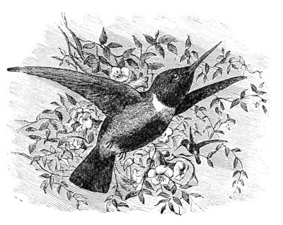 Illustration: Trochilus alexandri