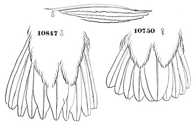 Illustration: Selasphorus platycercus