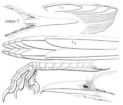Illustration: Geococcyx californianus