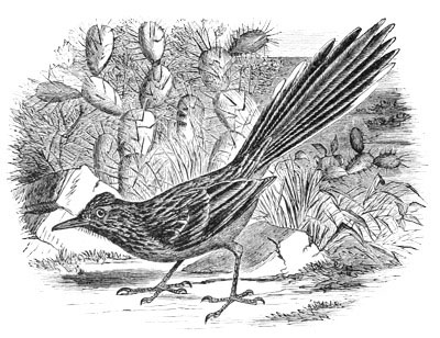 Illustration: Geococcyx californianus