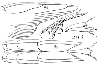 Illustration: Coccygus americanus