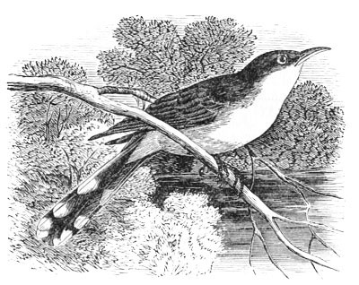 Illustration: Coccygus americanus.