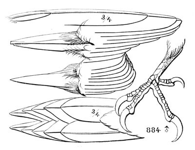 Illustration: Picus villosus
