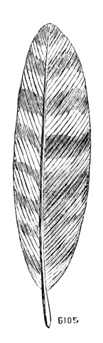Tail-feather picus scalaris