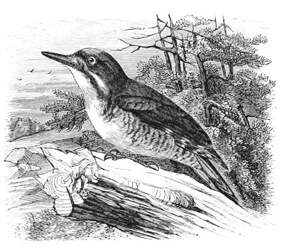 Illustration: Picoides arcticus