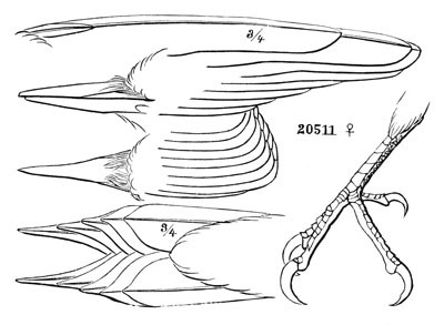 Illustration: Sphyropicus nuchalis