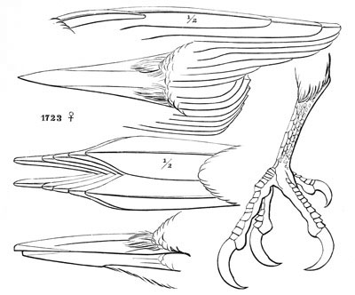 Illustration: Hylotomus pileatus