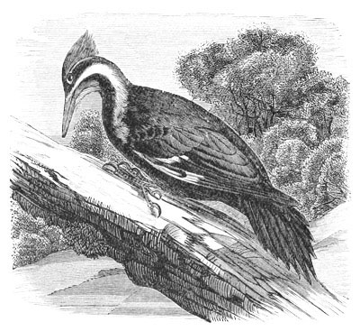 Illustration: Hylotomus pileatus