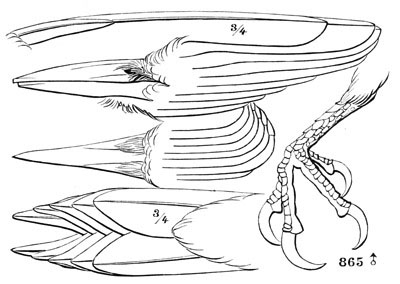 Illustration: Centurus carolinus