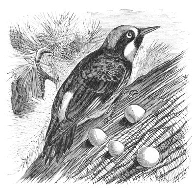 Illustration: Melanerpes formicivorus