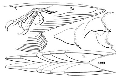 Illustration: Conurus carolinensis