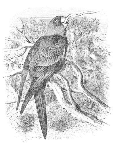 Illustration: Conurus carolinensis.