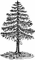 [Colophon: pine tree, unavailable.]