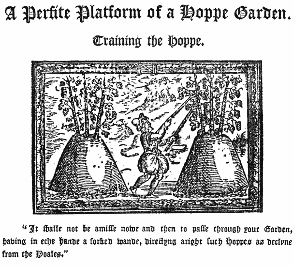  A Perfite Platform of a Hoppe Garden. |  Training the Hoppe. |  “It shall not be amisse nowe and then to passe through your Garden, having in eche Hande a forked wande, directyng aright such Hoppes as decline from the Poales.”