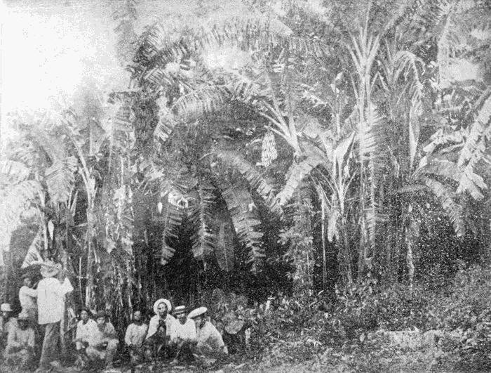 group of men sitting beside a grove of banana trees