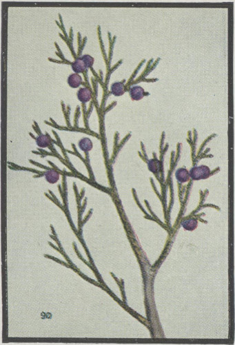 Western Juniper