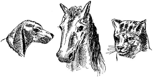 Dog, horse, cat