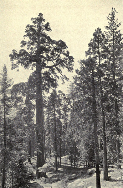 Midsummer in the Sequoia Forest
