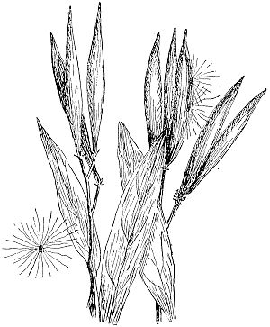 long milkweed pods
