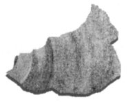 Shell fragment