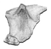 Shell fragment