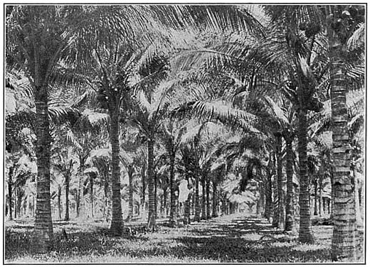 Coconut groves, San Ramon Penal Farm, Zamboanga, Mindanao