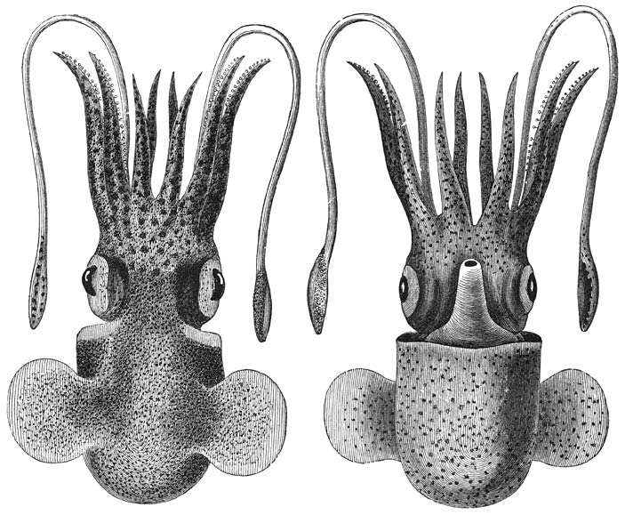 Dwerginktvisch (Sepiola Rondeleti): a) rugzijde, b) buikzijde. Zeer groot exemplaar. Ware grootte.