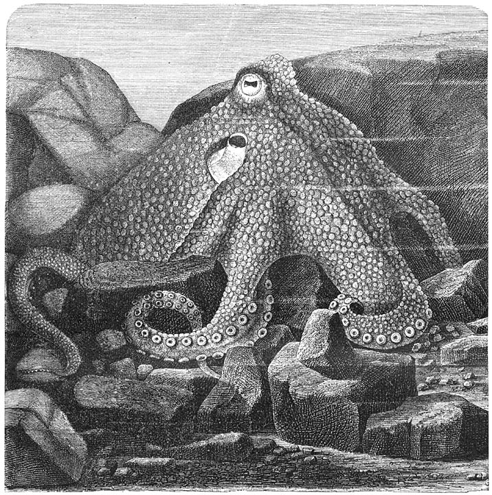 Gewone Achtarm (Octopus vulgaris), in zijn van steenen vervaardigd nest op buit loerend.