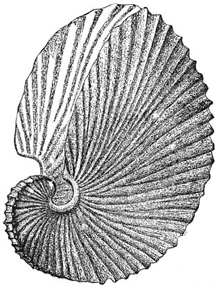 Papier-nautilus (Argonauta argo): Schelp van het wijfje. Klein exemplaar. Ware grootte.