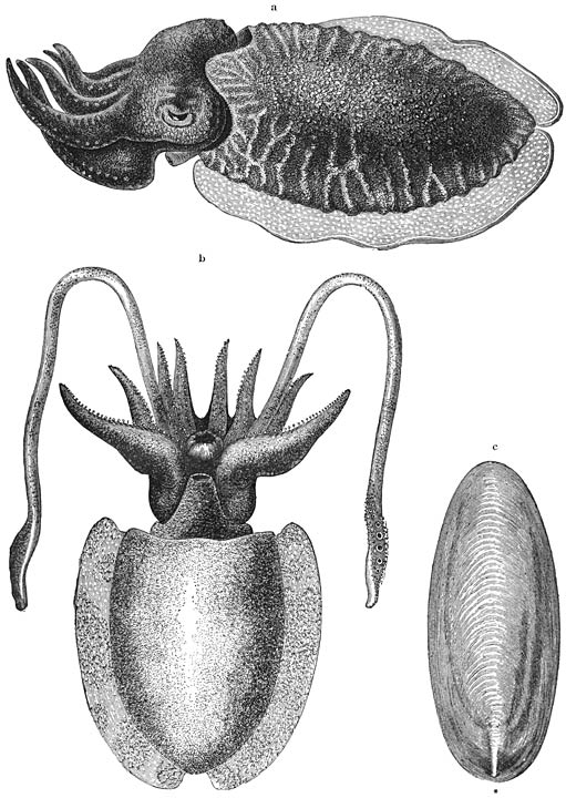 Zeekat (Sepia officinalis):—a) Mannetje. b) Wijfje. c) Rugschelp.—Kleine exemplaren in ware grootte.
